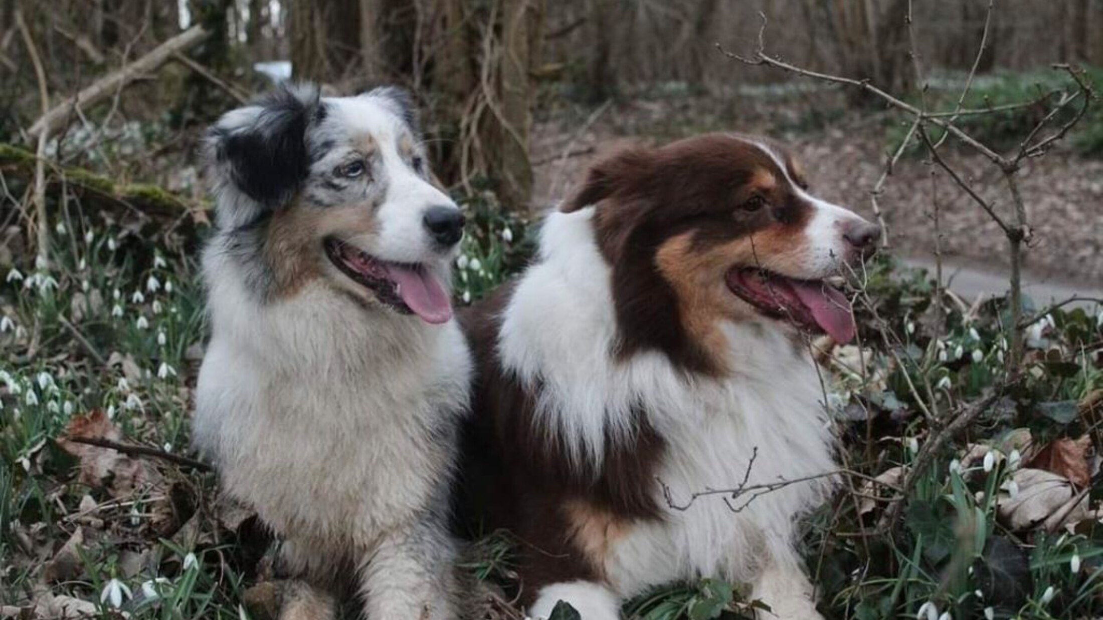 Deux bergers australiens de l’élevage, bleu merle et rouge tricolore, couchés en sous-bois parmi les perce-neige