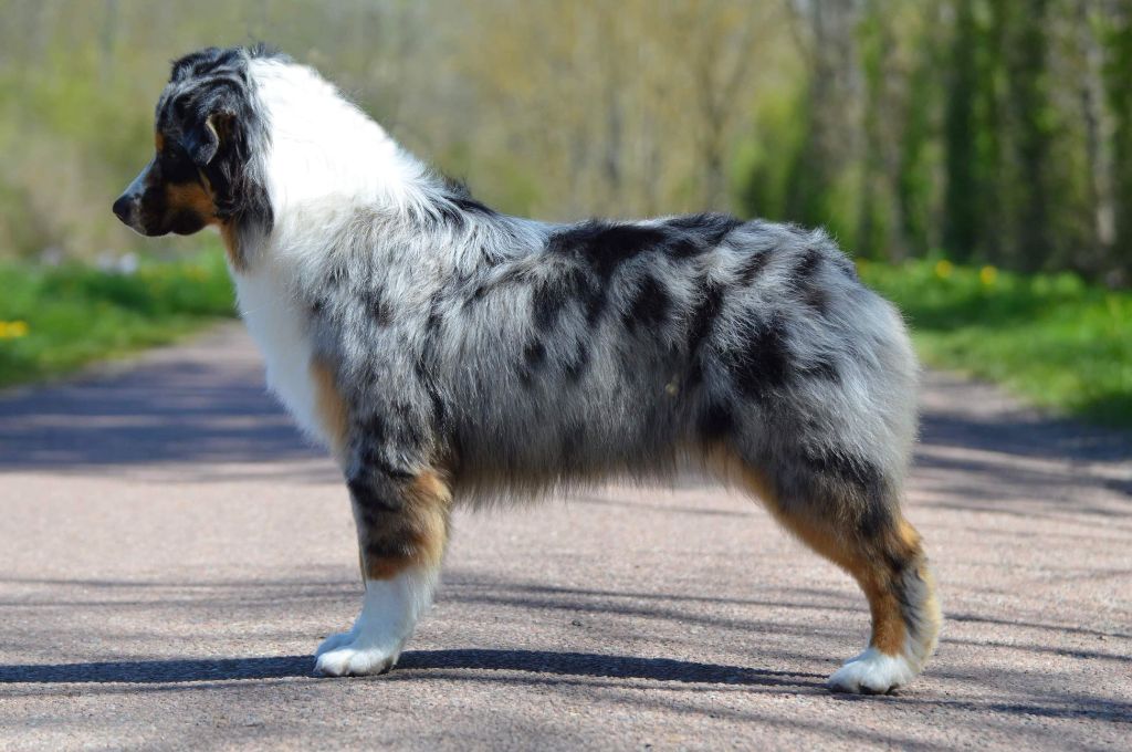 Reine de Cœur, berger australien bleu merle, profil statique, voie communale, oise