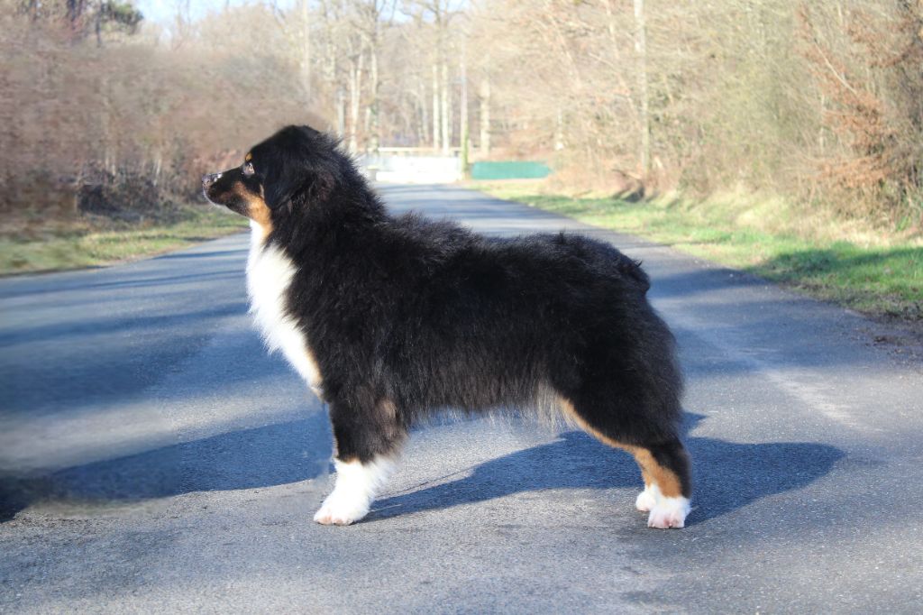 Vie avec Classe, berger australien noir tricolore, profil statique, lisière de bois, hiver