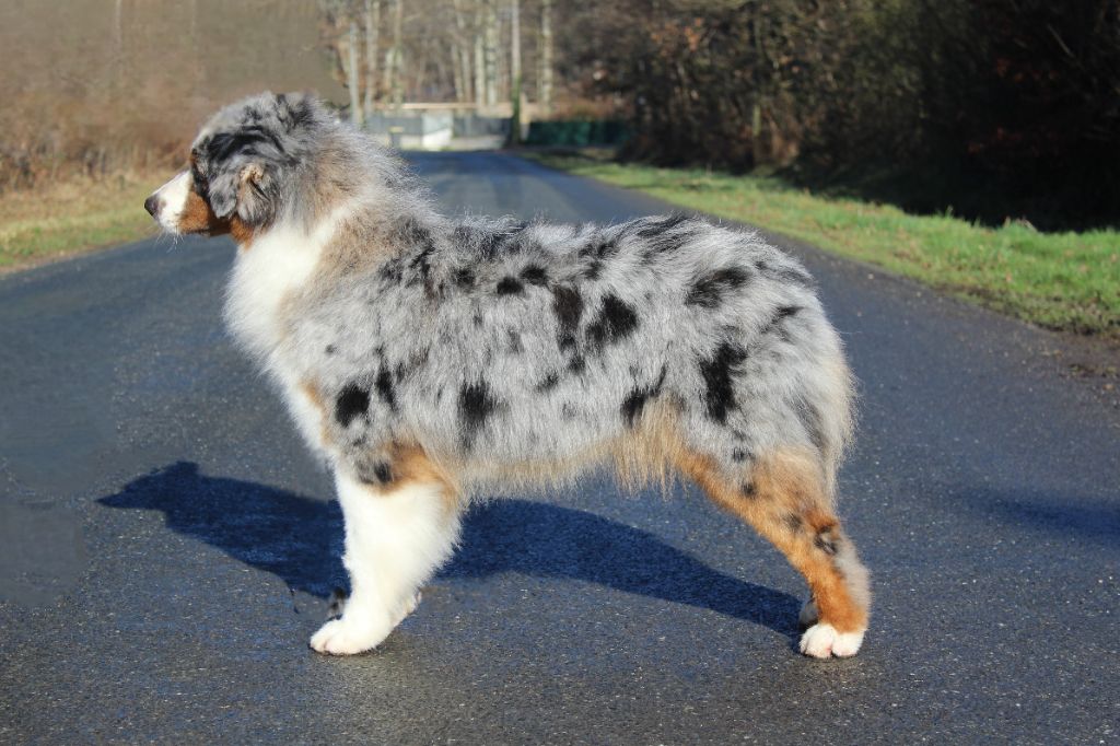 Vie avec Succès, berger australien bleu merle, profil statique, route forestière